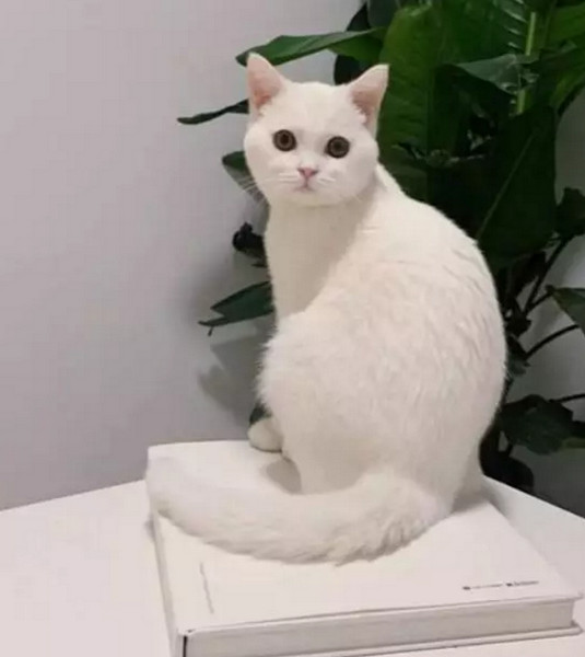 1560405562502034.jpg 配图13 拍一张照片就能设计成一幅海报.jpg